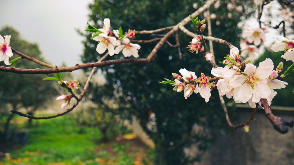 a tree with white flowers